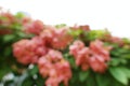 Blurred red flowers backgroundPink Dona Queen Sirikit. Royalty Free Stock Photo