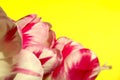 Blurred Red Flowers on Yellow Background. Royalty Free Stock Photo