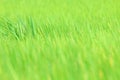 Blurred rice field green for background nature, image background of rice field, blur of rice leaves green for background, rice