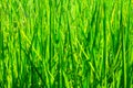 Blurred rice fields green for background, meadow or grass for background, rice plantation background