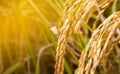 Blurred rice, paddy field, organic paddy rice for blur background, yellow gold rice grain blurred background