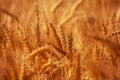 Blurred ripe ears of wheat, orange field of grain in the light of the evening sun at sunset. Royalty Free Stock Photo