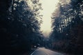 Blurred roads from the car's run into a large forest path