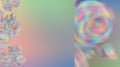 Blurred Rose flowers on a beautiful background of color of the rainbow. Royalty Free Stock Photo