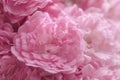 Blurred of Rose flowers blooming. in the pastel color style for background. Royalty Free Stock Photo