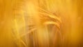 Blurred rye field. Ears of golden wheat close up. Beautiful Nature Sunset Landscape autumn Royalty Free Stock Photo