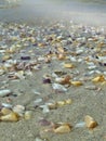 Blurred sandy beach with many shell of the bivalve mollusk