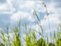 Blurred scenery of green grass with white clouds and blue sky above. Blurry nature scenery background Royalty Free Stock Photo