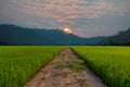 Blurred Scenery of way in field rice with mountain and sunset Royalty Free Stock Photo