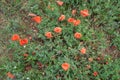 Blurred selective background with poppies in a field swaying in the wind, summer, countryside