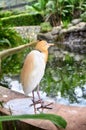 Blurred and selective focus image of lonely cattle egret (Bubulcus ibis) bird