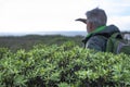 Blurred senior man with backpack hiking in the mountain and looking at the horizon over sea. Focus on a green bushe