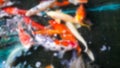 Blurred Set of colorful fancy carp fish or koi fish Royalty Free Stock Photo