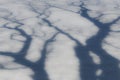 Blurred shadow of bare tree branches on flat white snow surface Royalty Free Stock Photo
