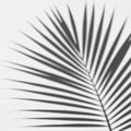 Blurred shadow of a palm leaf with elongated, narrow fronds creates a striking pattern Royalty Free Stock Photo