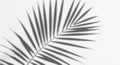 Blurred shadow of a palm leaf on a white background. The leaf features elongated, Royalty Free Stock Photo