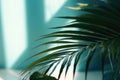 Blurred shadow from palm leaves on the light blue wall. AI generated Royalty Free Stock Photo