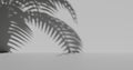 Blurred shadow silhouette of tropical palm leaves on light gray wall.3d rendering