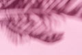 Blurred shadow of tropical palm leaves on pink wall background. Summer concept