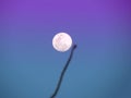 Blurred shadows of tree branch in front of full moon in the daytime. Against the blue sky background. Dramatic scene Royalty Free Stock Photo