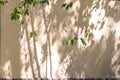 blurred shadows of trees, branches and leaves on the plaster wall