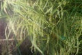 Blurred,Sheaves of rice green rice paddies in the light, the Sun is shining