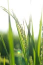 Blurred,Sheaves of rice green rice paddies in the light, the Sun is shining