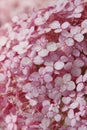 Blurred shot of hydrangea flowers. Soft flowers texture. Blurred pink colors, abstract nature texture. Royalty Free Stock Photo