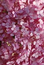 Blurred shot of hydrangea flowers. Soft flowers texture. Blurred pink colors, abstract nature texture. Royalty Free Stock Photo