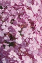 Blurred shot of hydrangea flowers. Soft flowers texture. Blurred pink colors, abstract nature texture. Royalty Free Stock Photo