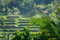 Blurred shot of a terrace plantation