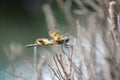 Blurred shurbs showcasing yellow dragonfly