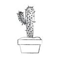 Blurred silhouette cactus with big branch in pot