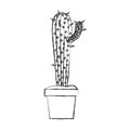 Blurred silhouette cactus with small branch in pot