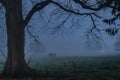 Blurred silhouette of horses gazing on field in thick fog, Phoenix Park, Dublin