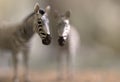 Blurred silhouette of a pair of zebras with foreground focus and a blurry background. Creative illustration with copy space. 3D