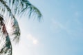 blurred silhouette of palm leaf branch bove white and blue sky background Royalty Free Stock Photo