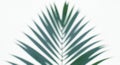 Blurred silhouette of a palm leaf creating a soft, abstract pattern. The leaf is large, with Royalty Free Stock Photo