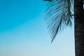 blurred silhouette of palm tree for beach summer decoration design Royalty Free Stock Photo