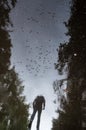 Blurred silhouette of reflection of one person walking alone on wet sidewalk of city park on rainy day. Birds are flying across Royalty Free Stock Photo