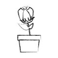 blurred silhouette tulip flower in pot