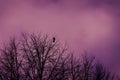 Blurred silhouettes of tree branches and a lone Raven against a background of purple fog and clouds. A mystical landscape