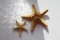 Blurred Soft focus gray grain texture refraction and starfish. Light and shadow smoke abstract copy space background