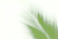 Blurred soft of leaves coconut palm tree green nature beautiful on white background coconut, blur leaves bush coconut palm tree