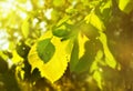 Blurred spring background with green leaves.