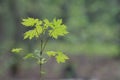 Blurred spring background Royalty Free Stock Photo