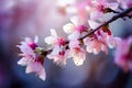 blurred spring blossoms spring blossoms on a tree with petals an Royalty Free Stock Photo