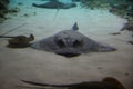 blurred stingray tailspin in the sand at the bottom under water