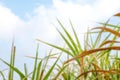 Blurred sugar cane leaf for nature background, sugarcane leaves in plantation blur image, fresh green blur sugarcane leaves