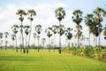 Blurred sugar palm trees on the paddy field